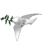 Dove flying